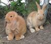Benutzerbild von Little Peppy Power