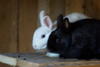Benutzerbild von littleLolArabbit