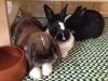 Benutzerbild von Lola & Apollo