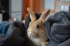 Benutzerbild von Looney