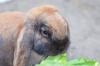 Benutzerbild von lottaliebtl�wenzahn