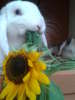 Benutzerbild von maybe