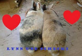 [QUOTE][/http://www.kaninchenforum.de/image.php?type=sigpic&userid=19612&dateline=143041  6882QUOTE]