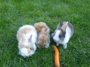 http://www.kaninchenforum.de/avatars/moritz90.gif?type=sigpic&dateline=1348938387