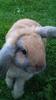 Benutzerbild von My sweet rabbits