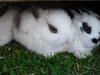 Benutzerbild von MyPets