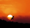 Benutzerbild von Nachtvogel