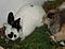 P�nktchen und Anton