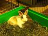 Benutzerbild von PanCakeBunny
