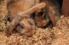 Benutzerbild von Pandalicious