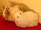 Pl�schbombe