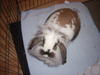 Benutzerbild von Puppi