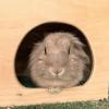 Benutzerbild von rabbitssince2002