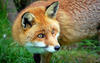 Benutzerbild von redfox