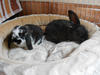 Benutzerbild von Rixie