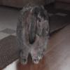 Benutzerbild von Schlapp�hren