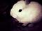 SchnuffixX