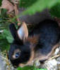 Benutzerbild von schwarze w�lfin