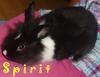 Benutzerbild von Spirit