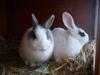 Benutzerbild von Susi ♥ Schlappi ♥ Hoppel