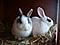 Susi ♥ Schlappi ♥ Hoppel