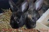 Benutzerbild von Twilight