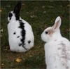 Benutzerbild von Wüstenhase