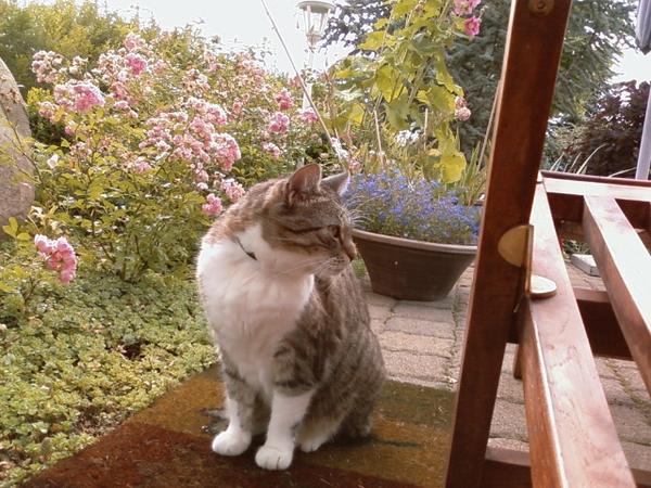 meine Prinzessin