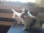 Fienchen und Cookie
