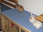 IMG 0635