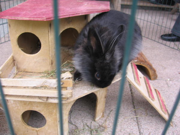Lou