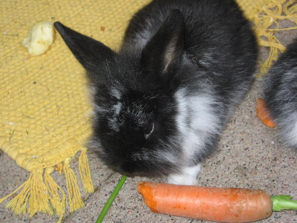 Ozzy :)