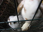 Angel mit Clympie
