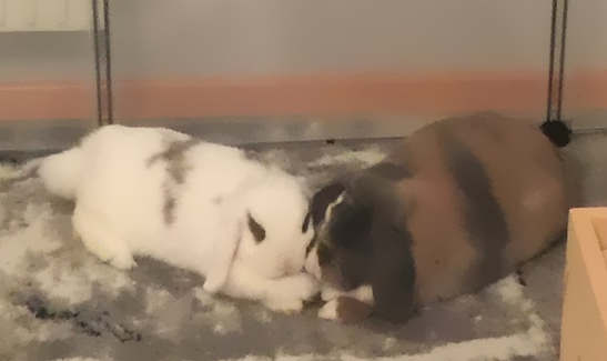 Milky & Lucky