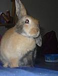 shoes Schlappohr oder stehohr ?