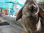 Meine zwei! ( Flecki ) ( Browny )