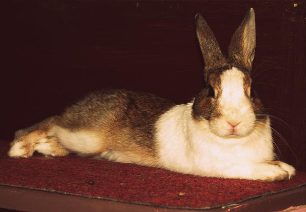 Rabbit