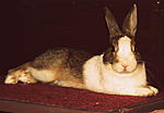 Rabbit