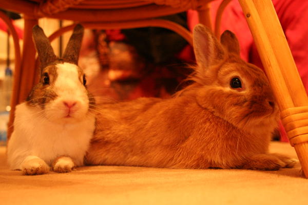 Zwei M�mmel