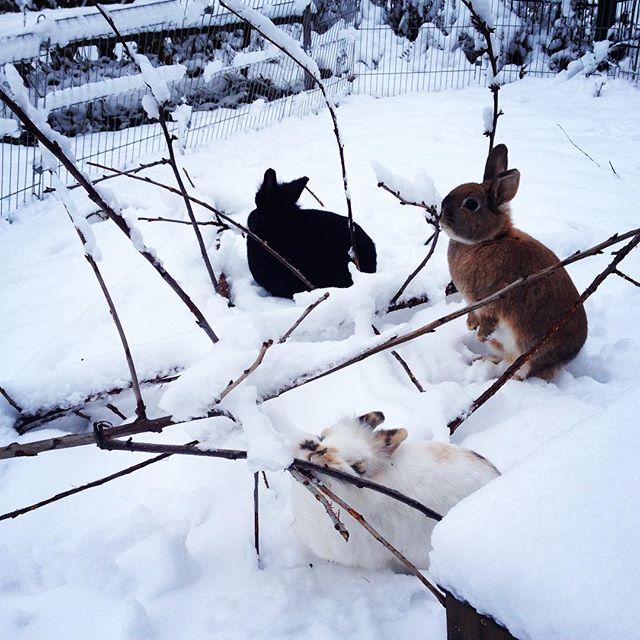 Winter 2016
