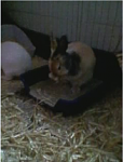 Jumper putz sich