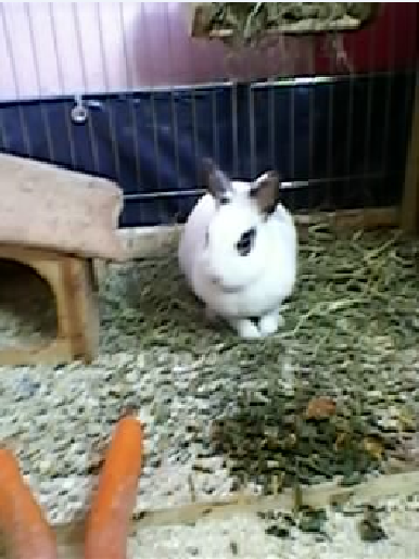 Lulu- Belle