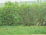 Unsere Kr�uterwiese