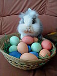 Der wahre Osterhase