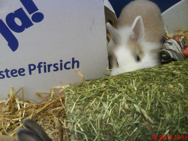 Neuer Grastunnel
