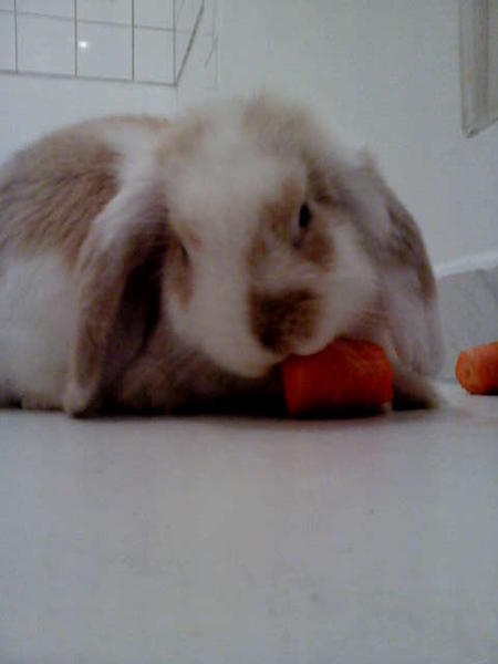 Knusper knusper