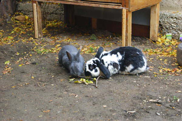 Hexi und Dickie