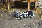 Hexi und Dickie