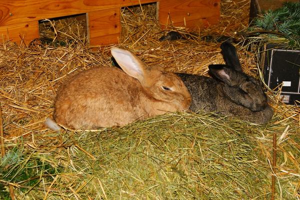 Brauni und Lola
