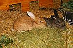 Brauni und Lola